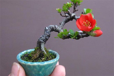 Dụng cụ Bonsai RYUGA