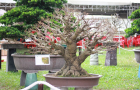 cây sếu Bonsai