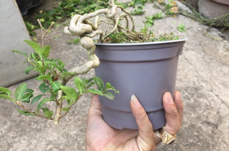 Sơ ri Bonsai Đài Loan loại mới