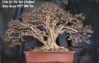 Dây kẽm uốn Bonsai 3mm