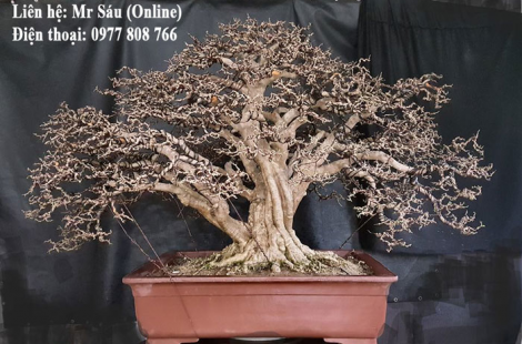 Dây kẽm uốn Bonsai 3mm