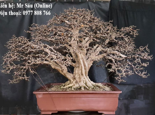 Dây kẽm uốn Bonsai 3mm