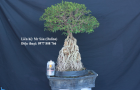 Bonsai Văn Phòng