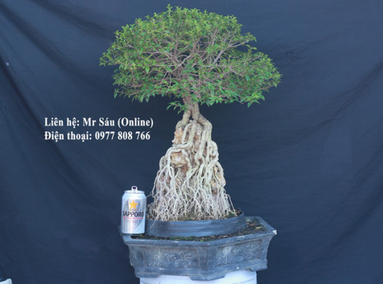 Bonsai Văn Phòng