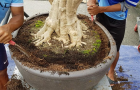 Liềm cắt bầu rễ Bonsai VIP 2
