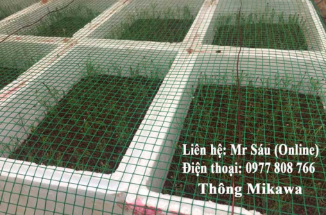 Cây Thông Mikawa Nhật Bản