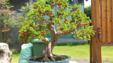 Sơ ri Đài Loan Bonsai