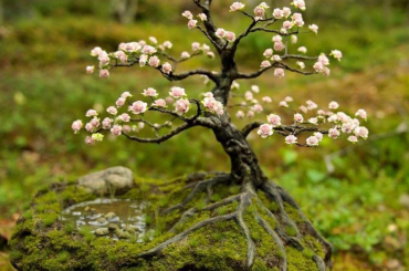 Yêu Bonsai