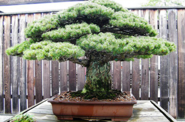 Tuyệt vời thay sức sống bonsai