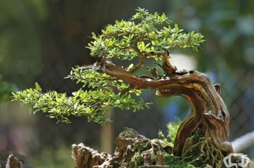 Triển lãm Bonsai Các tỉnh Đồng Bằng Sông Cửu Long tại Sa-Đéc