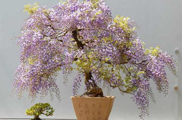 Nghệ thuật Bonsai Nhật Bản