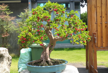 Sơ ri Đài Loan Bonsai