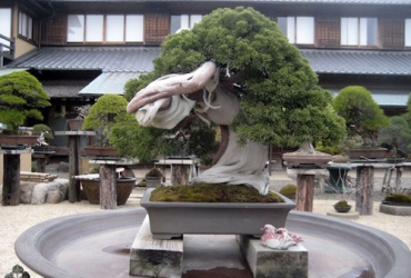 Phỏng vấn ngài Kobayashi về Bonsai