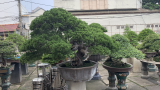 Thăm vườn Bonsai đẳng cấp của Đại Gia Tư ...