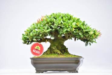 Một số tác phẩm Bonsai Việt Nam