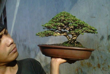 Thú chơi Bonsai