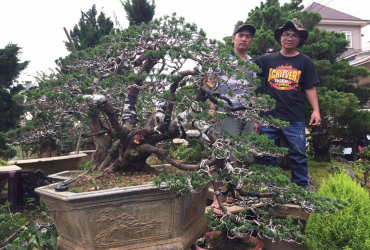 Thay giá thể cho cụ Tùng Bonsai ở Đà Lạt