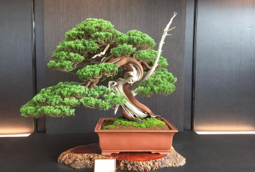 Tuyển tập những tác phẩm đẹp (Hwa Fong Bonsai exhibition 2017) Phần 1