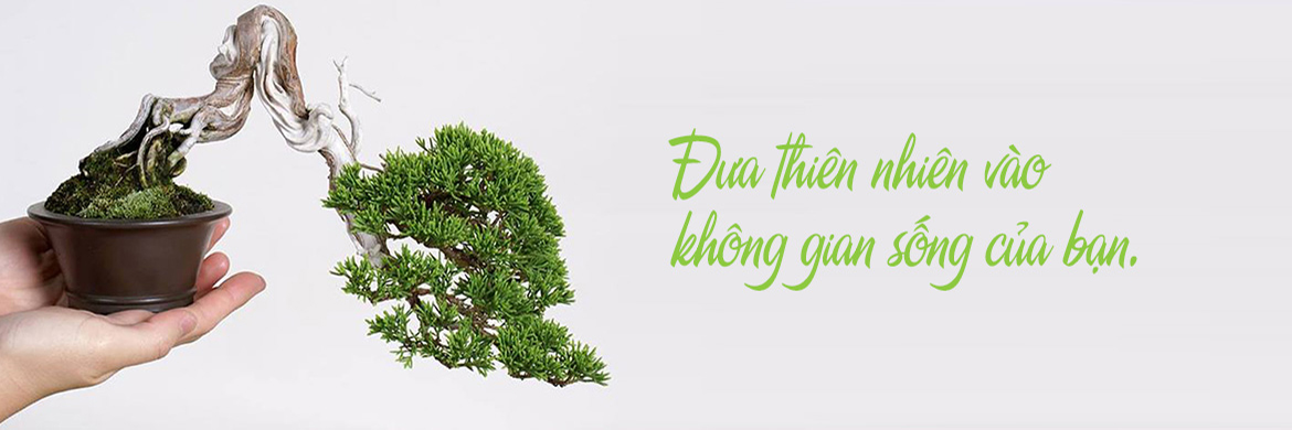 Dụng cụ Bonsai